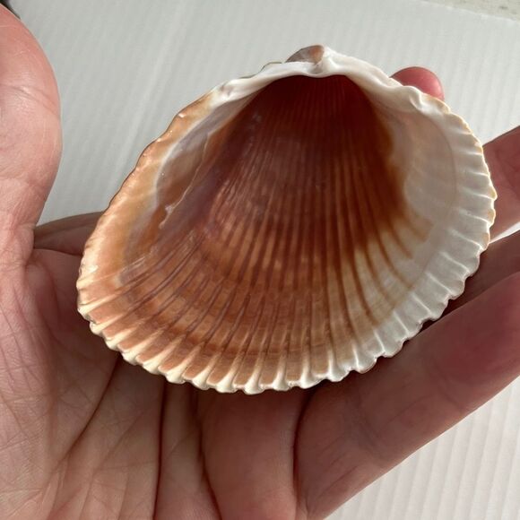 Set of Three  large Decorative Seashells Spider Conch Giant Conch Large Murex - Picture 11 of 14